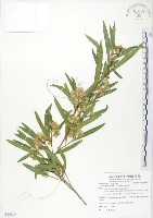 車桑子藏品圖，第1張