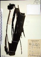 船子草、船仔草藏品圖，第1張