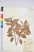 登錄號:S084314藏品圖，第1張