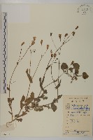 紫背草藏品圖，第1張