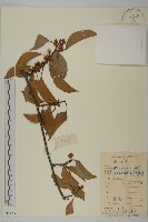 過山楓藏品圖，第1張