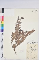 紅毛饅頭果藏品圖，第1張