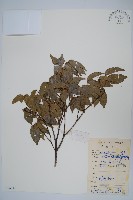 小紫果槭藏品圖，第1張