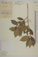 密花假衛矛藏品圖，第1張