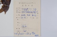 野漆樹藏品圖，第2張