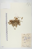 珠芽佛甲草藏品圖，第1張