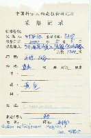 珠芽佛甲草藏品圖，第2張