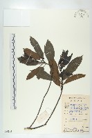 俄氏虎皮楠、蘭嶼虎皮楠、虎皮楠藏品圖，第1張