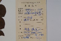 南方莢迷藏品圖，第2張