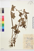 水辣菜、禺毛茛藏品圖，第1張