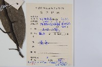 瓜馥木藏品圖，第2張