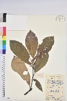 黧蒴栲藏品圖，第1張