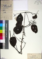 麥氏鐵線蓮藏品圖，第1張