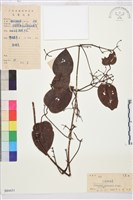 麥氏鐵線蓮藏品圖，第2張