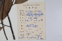 斜脈暗羅藏品圖，第2張