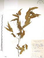 銳葉山黃麻藏品圖，第1張