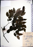 光果翼核木藏品圖，第1張