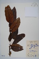 美麗獼猴桃藏品圖，第1張
