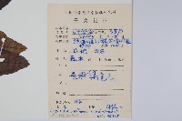 美麗獼猴桃藏品圖，第2張