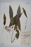 登錄號:S084485藏品圖，第1張