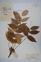 十大功勞藏品圖，第1張