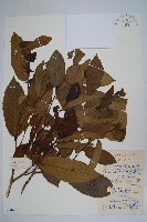 毛葉假鷹爪藏品圖，第1張