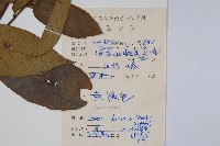 毛葉假鷹爪藏品圖，第2張