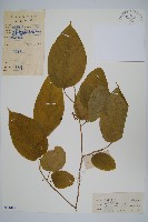 闊葉八角楓藏品圖，第1張