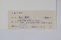 闊葉八角楓藏品圖，第2張