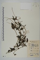 南美蟛蜞菊、三裂葉蟛蜞菊藏品圖，第1張
