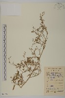 藜、灰藜藏品圖，第1張
