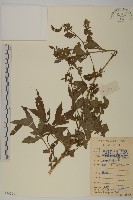 角菜、珍珠菜藏品圖，第1張