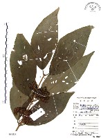 杜虹花，台灣紫珠藏品圖，第1張