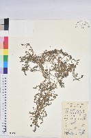 伏生大戢藏品圖，第1張