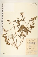 豨簽藏品圖，第1張