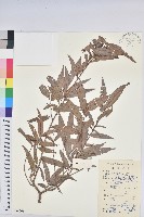 日本五月茶、南投五月茶藏品圖，第1張