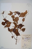 南方莢迷藏品圖，第1張