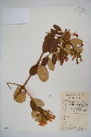 登錄號:S084578藏品圖，第1張