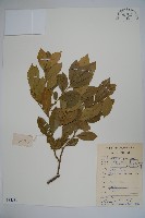 亮葉冬青藏品圖，第1張