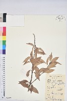 登錄號:S084586藏品圖，第1張