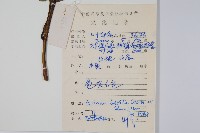 闊葉獼猴桃藏品圖，第2張