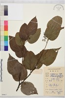 拐棗、枳椇藏品圖，第1張