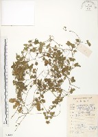 登錄號:S084619藏品圖，第1張