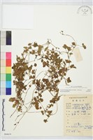 登錄號:S084619藏品圖，第2張