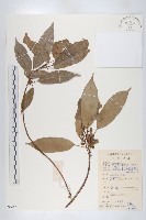 薯豆藏品圖，第1張