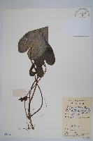 薄葉細辛、尾花細辛藏品圖，第1張