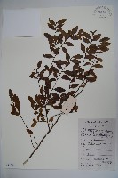 羅浮冬青、矮冬青藏品圖，第1張