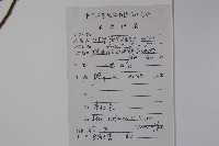 羅浮冬青、矮冬青藏品圖，第2張