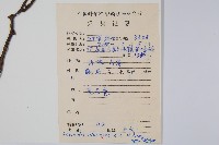 灰毛獼猴桃藏品圖，第2張