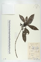 俄氏虎皮楠、蘭嶼虎皮楠、虎皮楠藏品圖，第1張